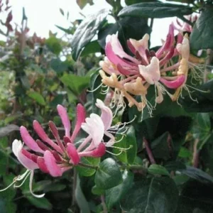 Honeysuckle Vine Live Plant Starter - Lonicera Perennial 6-10 Inch - Image 2