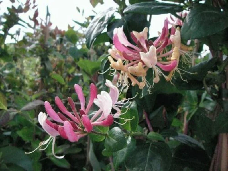 Honeysuckle Vine Live Plant Starter - Lonicera Perennial 6-10 Inch - Image 2