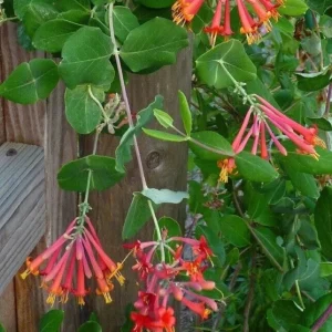 Honeysuckle Vine Live Plant Starter - Lonicera Perennial 6-10 Inch - Image 3