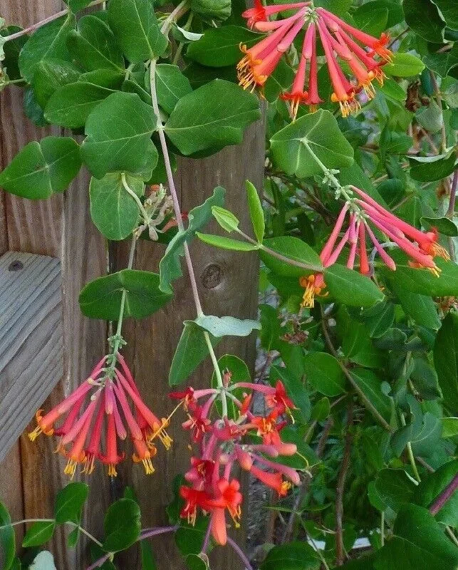 Honeysuckle Vine Live Plant Starter - Lonicera Perennial 6-10 Inch - Image 3