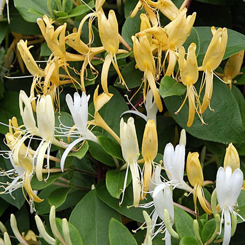 Honeysuckle Vine Live Plant Starter - Lonicera Perennial 6-10 Inch - Image 1