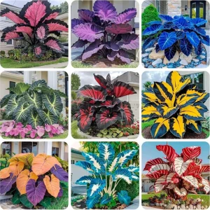 Hosta Seeds for Planting - 160+ Non-GMO Perennial Shade Plant Seeds - Image 1
