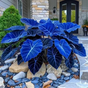 Hosta Seeds for Planting - 160+ Non-GMO Perennial Shade Plant Seeds - Image 4