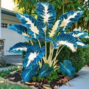 Hosta Seeds for Planting - 160+ Non-GMO Perennial Shade Plant Seeds - Image 6