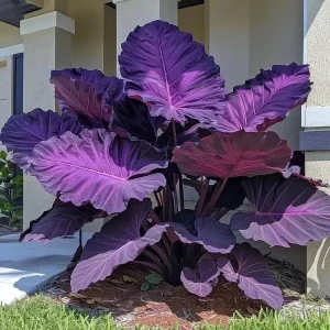 Hosta Seeds for Planting - 160+ Non-GMO Perennial Shade Plant Seeds - Image 7