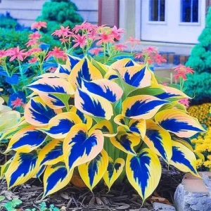Hosta Seeds – Over 160 Perennial Outdoor Shade Garden Plant Seeds - Image 2