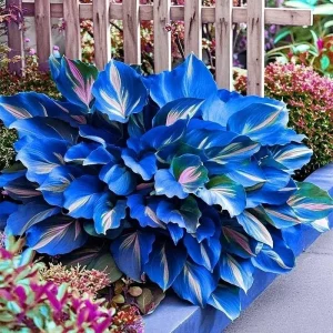 Hosta Seeds – Over 160 Perennial Outdoor Shade Garden Plant Seeds - Image 3