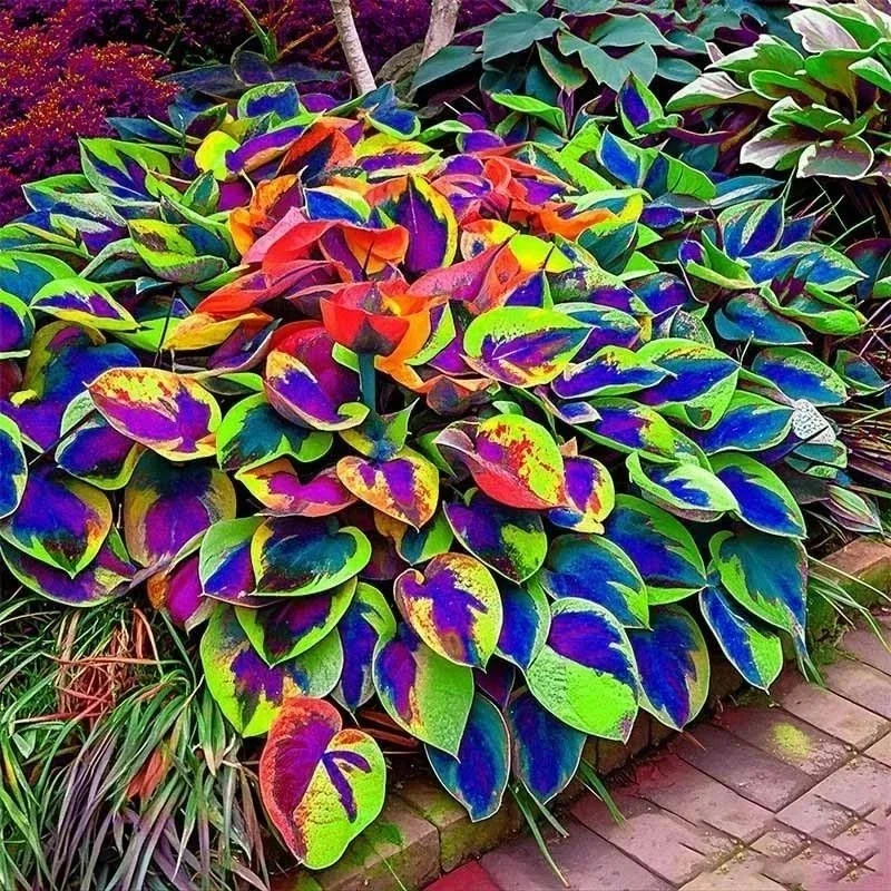 Hosta Seeds – Over 160 Perennial Outdoor Shade Garden Plant Seeds - Image 4