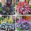 Hosta Seeds – Over 160 Perennial Outdoor Shade Garden Plant Seeds - Image 1