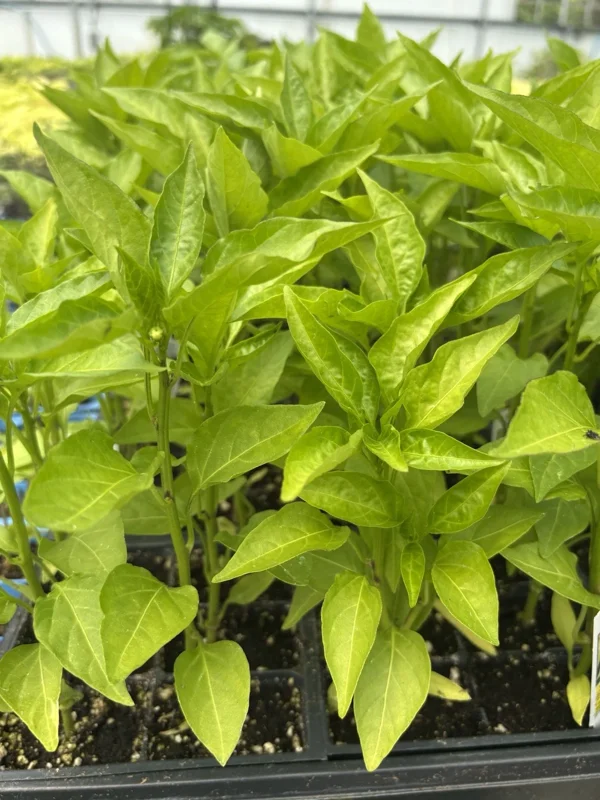 Hot Banana Pepper Live Plants - 3 Pack, Ready to Plant, Mild Heat, Outdoor - Image 2