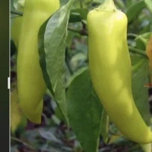 Hot Banana Pepper Live Plants - 3 Pack, Ready to Plant, Mild Heat, Outdoor - Image 1