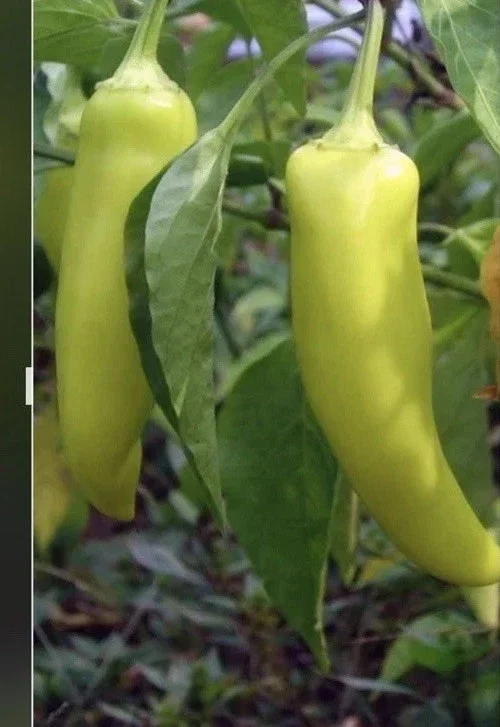 Hot Banana Pepper Live Plants - 3 Pack, Ready to Plant, Mild Heat, Outdoor - Image 1