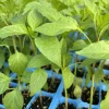 Hot Hungarian Wax Pepper Live Plants - 3 Pack, Capsicum annuum, 15000 SHU - Image 1