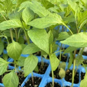 Hot Hungarian Wax Pepper Live Plants - 3 Pack, Capsicum annuum, 15000 SHU - Image 1
