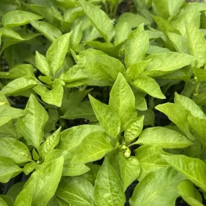 Hot Hungarian Wax Pepper Live Plants - 3 Pack, Medium Heat Chili for Garden - Image 2
