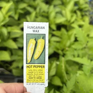 Hot Hungarian Wax Pepper Live Plants - 3 Pack, Medium Heat Chili for Garden - Image 3