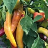 Hot Hungarian Wax Pepper Live Plants - 3 Pack, Medium Heat Chili for Garden - Image 1