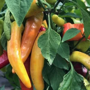 Hot Hungarian Wax Pepper Live Plants - 3 Pack, Medium Heat Chili for Garden - Image 1