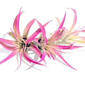 Hot Pink Capitata Air Plant Live Plant Set of 3 - Tillandsia 4-7 inch - Image 2