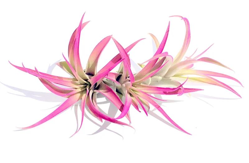 Hot Pink Capitata Air Plant Live Plant Set of 3 - Tillandsia 4-7 inch - Image 2