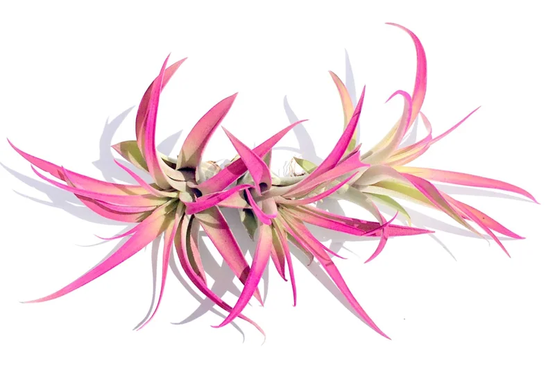 Hot Pink Capitata Air Plant Live Plant Set of 3 - Tillandsia 4-7 inch - Image 1