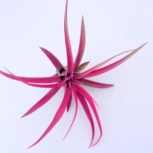Hot Pink Capitata Air Plant Set (6) - Tillandsia Live Plant, 4-7 inch, Terrarium & Wedding Favors - Image 3