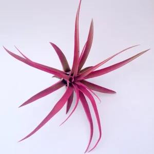 Hot Pink Capitata Air Plant – Tillandsia Terrarium Plant – Live Plant – 4-7 inches - Image 2