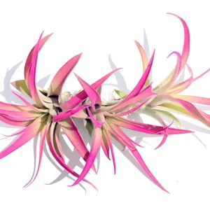 Hot Pink Capitata Airplant Set 3 - Tillandsia Terrarium Live Plants 4-7 inches - Image 1