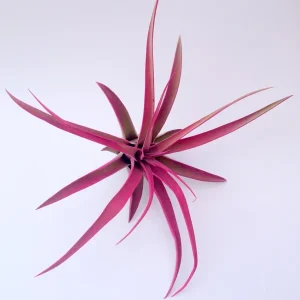 Hot Pink Capitata Airplant Set 3 - Tillandsia Terrarium Live Plants 4-7 inches - Image 4