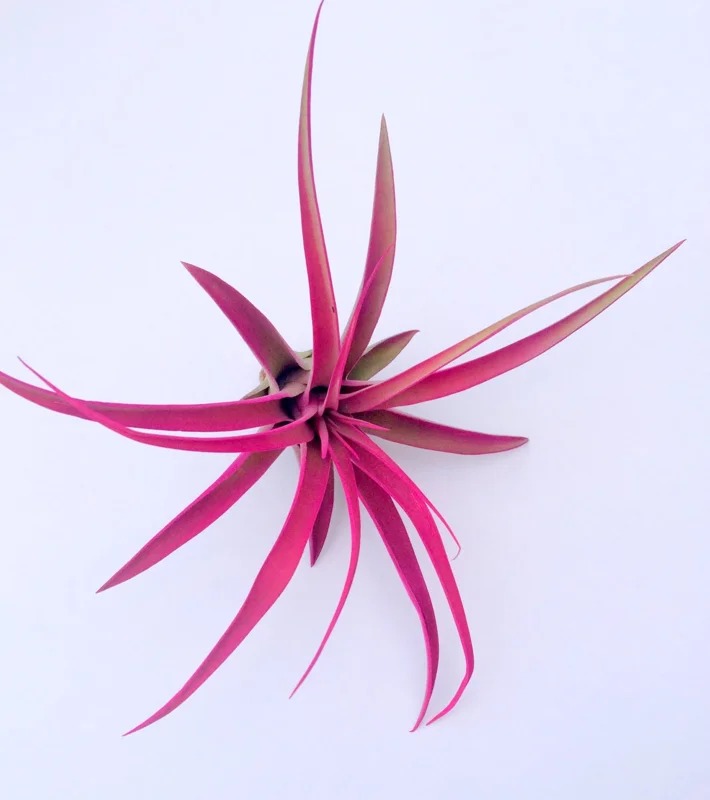Hot Pink Capitata Airplant Set Live Plant - Tillandsia Terrarium Plants, 4-7 inch - Image 3