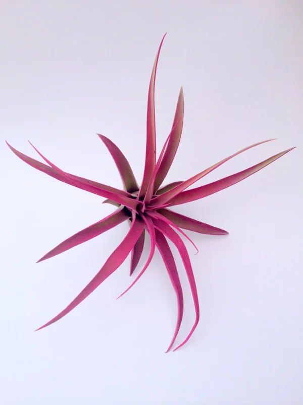 Hot Pink Capitata Airplant Set Live Plant - Tillandsia Terrarium Plants, 4-7 inch - Image 4