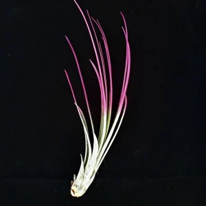 Hot Pink Juncea Air Plant Tillandsia Live Plant (4-7") Terrarium Supply - Image 1