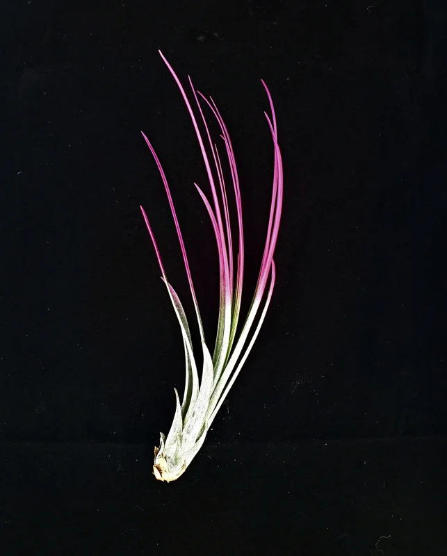 Hot Pink Juncea Air Plant Tillandsia Live Plant (4-7") Terrarium Supply - Image 1