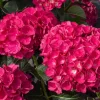 Hydrangea 'Akadama' Live Plant - 6 Inch Starter Plant, Pink Flowers - Image 1