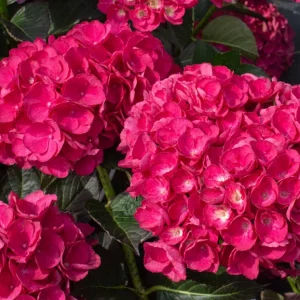 Hydrangea 'Akadama' Live Plant - 6 Inch Starter Plant, Pink Flowers - Image 1