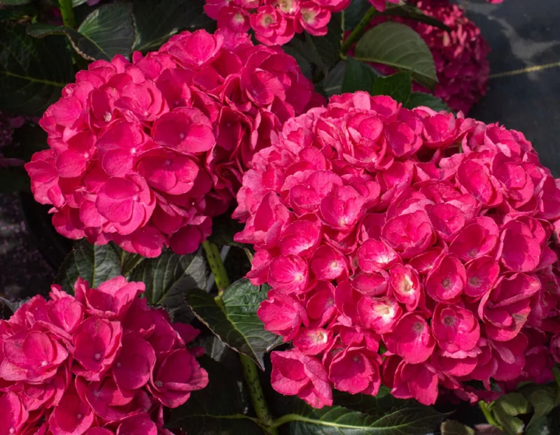 Hydrangea 'Akadama' Live Plant - 6 Inch Starter Plant, Pink Flowers - Image 1