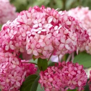 Hydrangea Arborescens Live Plant – 5-8 Inch Starter – White/Cream Flowers – Outdoor Shrub - Image 2