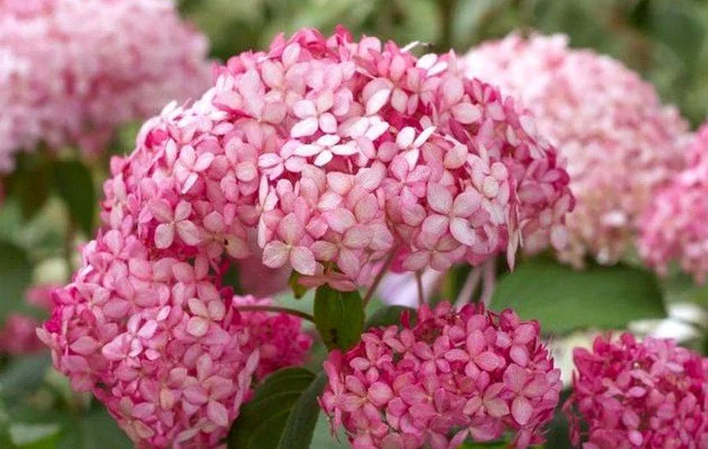 Hydrangea Arborescens Live Plant – 5-8 Inch Starter – White/Cream Flowers – Outdoor Shrub - Image 2