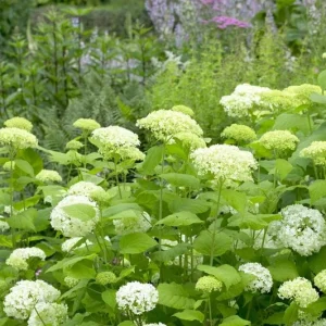 Hydrangea Arborescens Live Plant – 5-8 Inch Starter – White/Cream Flowers – Outdoor Shrub - Image 3