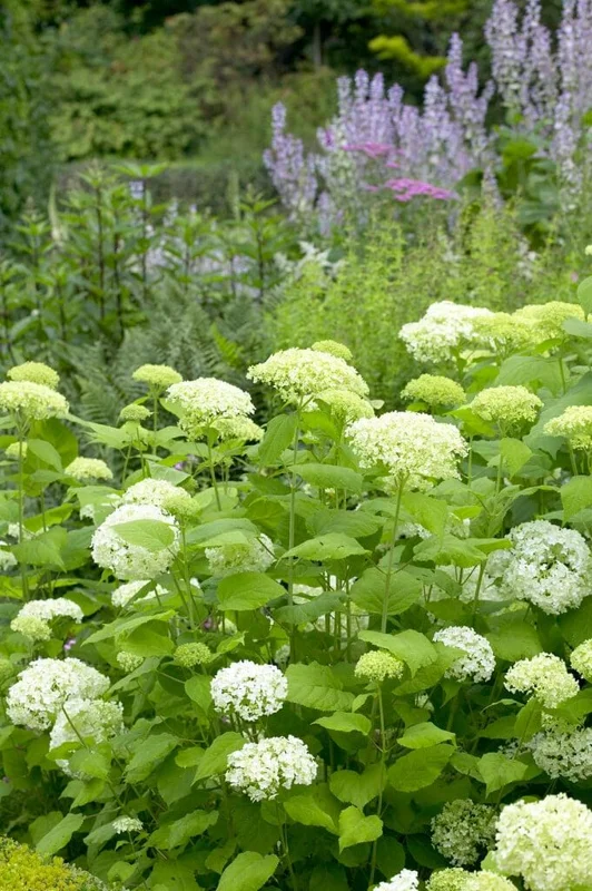 Hydrangea Arborescens Live Plant – 5-8 Inch Starter – White/Cream Flowers – Outdoor Shrub - Image 3