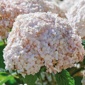 Hydrangea Arborescens Live Plant – 5-8 Inch Starter – White/Cream Flowers – Outdoor Shrub - Image 1
