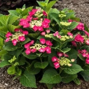 Hydrangea 'Cherry Explosion' Live Plant – Lacecap – 3-5 Inch – Outdoor Shrub - Image 1