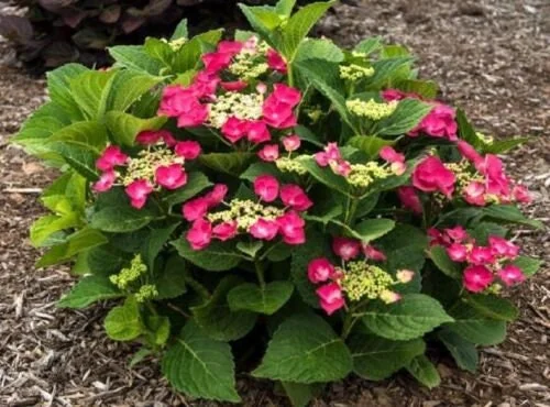 Hydrangea 'Cherry Explosion' Live Plant – Lacecap – 3-5 Inch – Outdoor Shrub - Image 1