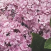 Hydrangea 'Double Down' Live Plant – Starter Shrub – 3-5 Inch – Pink Double Flowers - Image 1