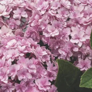 Hydrangea 'Double Down' Live Plant – Starter Shrub – 3-5 Inch – Pink Double Flowers - Image 1