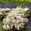 Hydrangea 'Early Evolution' Live Plant – 6-8 Inch Starter Shrub – Outdoor - Image 1