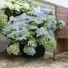 Hydrangea 'Fairytrail Fresco' Live Plant - 5-7 Inch Starter Deciduous Shrub - Image 1