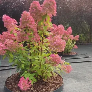 Hydrangea 'Hercules' Live Plant – Starter Shrub – 5-7 Inch Tall – White to Pink Flowers - Image 2