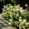 Hydrangea 'Hercules' Live Plant – Starter Shrub – 5-7 Inch Tall – White to Pink Flowers - Image 1