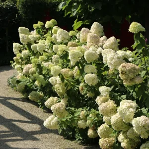 Hydrangea 'Hercules' Live Plant – Starter Shrub – 5-7 Inch Tall – White to Pink Flowers - Image 1